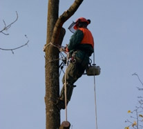 Tree Surgery Picture